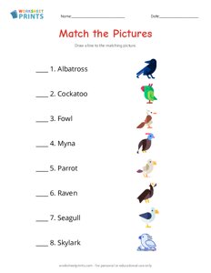 Match the Pictures - Birds