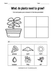 Plant Worksheets