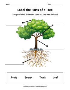 Label the Parts of a Tree