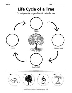 Life cycle of a Tree