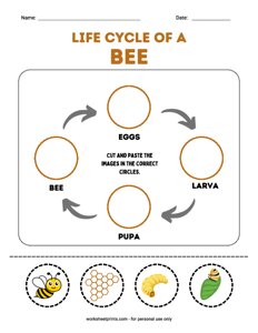Life cycle of a Bee