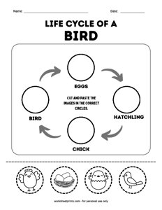 Life cycle of a Bird
