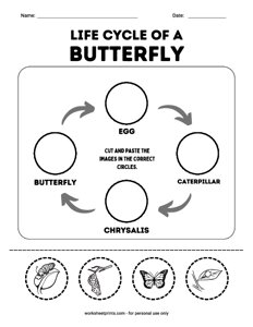 Life cycle of a Butterfly
