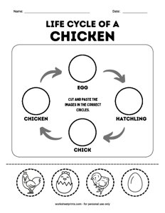 Life cycle of a Chicken