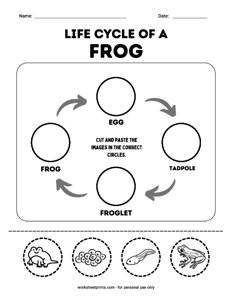 Life cycle of a Frog