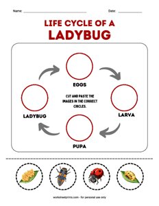 Life cycle of a Ladybug