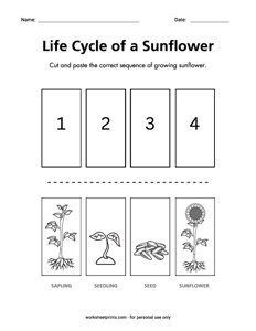 Life cycle of a Sunflower