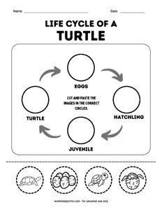 Life cycle of a Turtle