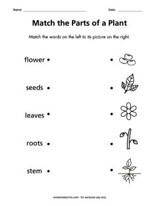 Match the Parts of a Plant