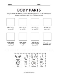 Our Body Parts