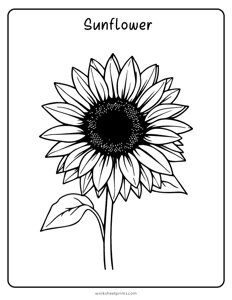 Sunflower Coloring Page
