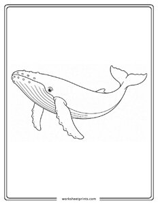 Humpback Whale - Ocean Animals Coloring Sheets