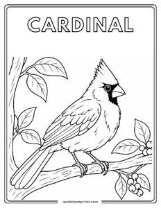 Cardinal - Birds Coloring Sheets