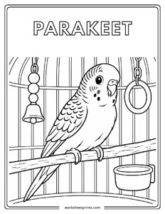 Parakeet - Pet Animals Coloring Sheets
