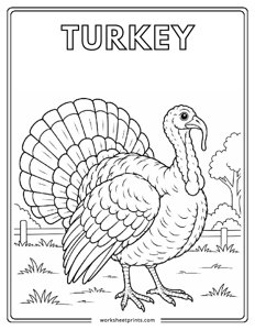 Turkey - Birds Coloring Sheets